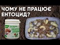 Чому не працює Ентоцид (Метаризін)? Невдалі досліди з шкідниками в домашніх умовах.