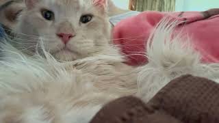 Cat sleeps in my arms like a baby | Cat pur ASMR