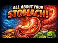 @powerful organ stomach how to work #viral #study #stomach #biology