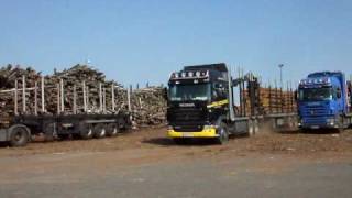 Der Büffel Scharrt Die Hufe........