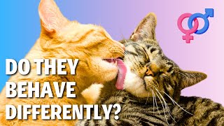 6 Differences Between Male and Female Cats – (The 5th You Wouldn't Have Guessed!) ❤