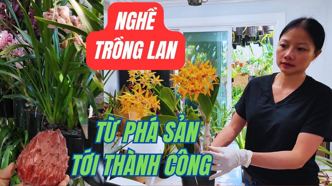 ĐỘT NHẬP vào vựa lan lớn ở Cali. Chứng kiến vườn lan KHỦNG, vô số loại lan Và nghe chủ nhân tâm sự!
