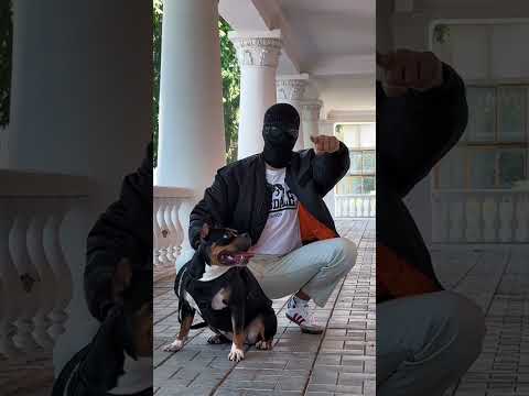 Айфон или Питбуль??