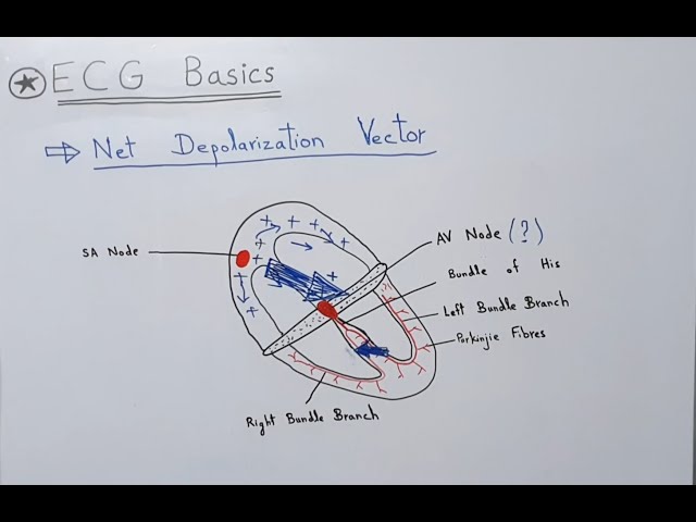 Depolarizing Ramp Depolarization Of The Heart On Ecg