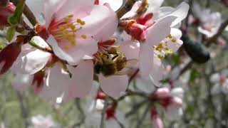 HOŞGÖRÜ ŞİİRLERİ: MEVLANA, YUNUS EMRE, HACI BEKTAŞİ VELİ, TUNCAY AKDENİZ