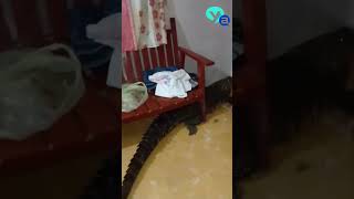 HALLAN COCODRILO DENTRO DE VIVIENDA EN RÍO LAGARTOS