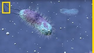 Tout comprendre sur : les extrêmophiles