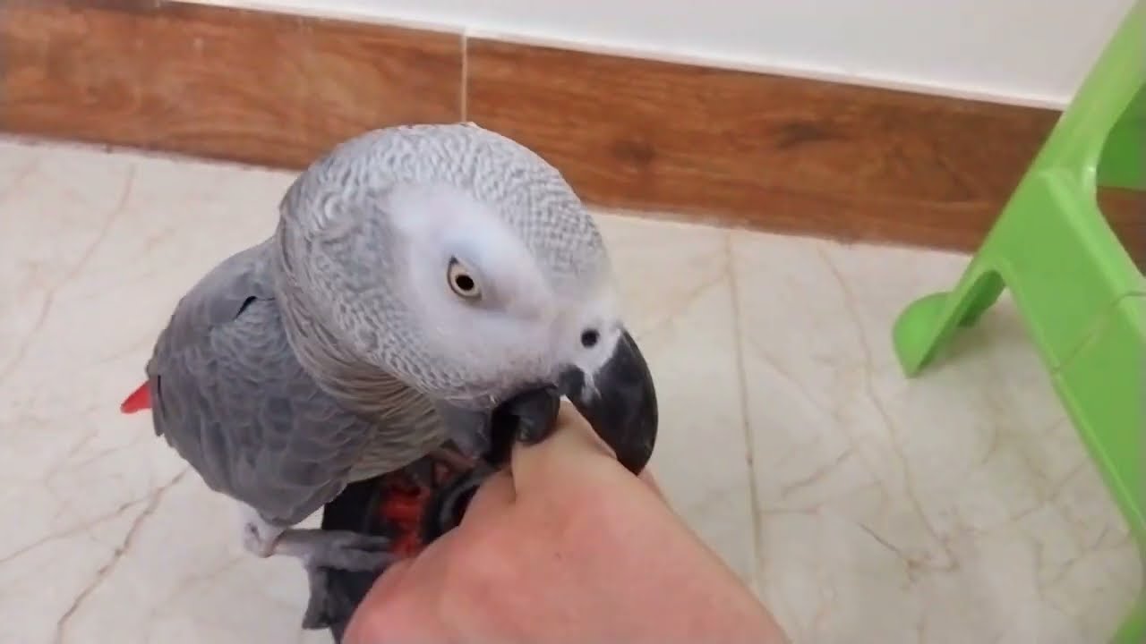 Want More Money? Start To Consult With This WILD AFRICAN GREY PARROT