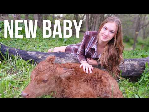 Our Cow had the Most BEAUTIFUL CALF