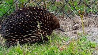 Echidna SIGHTING in MELBOURNE SUBURB | The Echidna Locked Out of Paradise