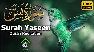 Surah Yasin (Mishary Rashid Alafasy) - Heart Soothing Quran Recitation
