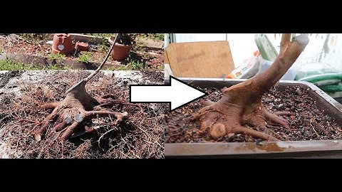 Extreme Slant Update (Trident Maple Pre Bonsai)