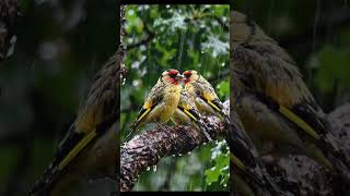 Golden Finches Beautiful Singing Birds #animals#ColorfulBirds #BirdLovers #Nature #BirdVideo