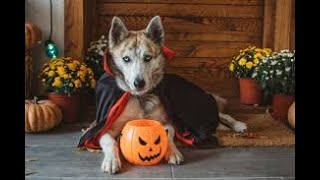 Parks & Recreation   Halloween fun highlights at Bogan Park Community Recreation Center in Buford.