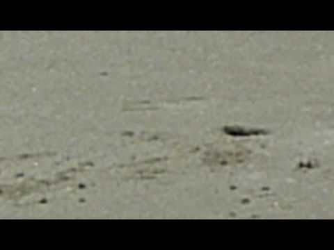 Strandkrebse in Thailand, crabs, poh 2012