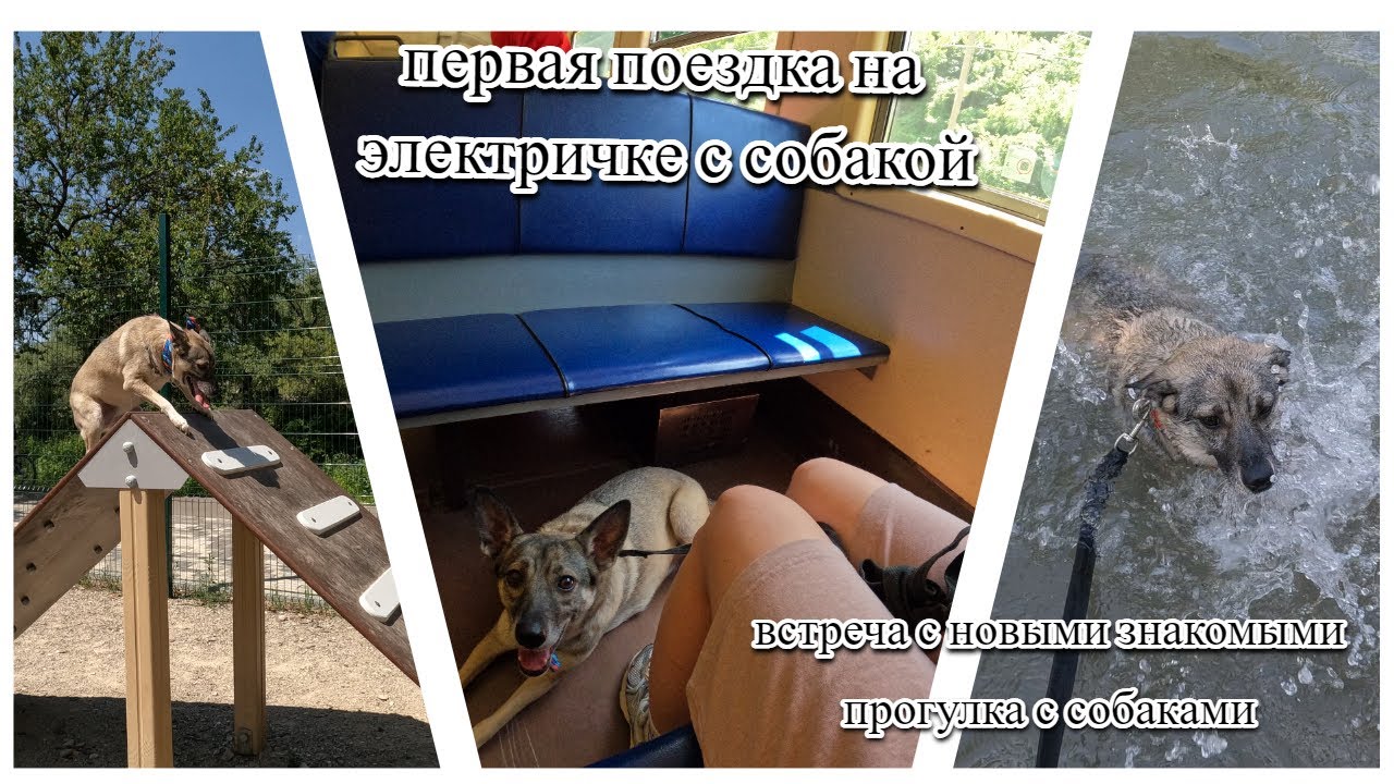 ВЛОГ / ПЕРВАЯ ПОЕЗДКА С СОБАКОЙ НА ЭЛЕКТРИЧКЕ / СОБАЧЬЯ ПЛОЩАДКА / КУПАНИЕ В РЕЧКЕ
