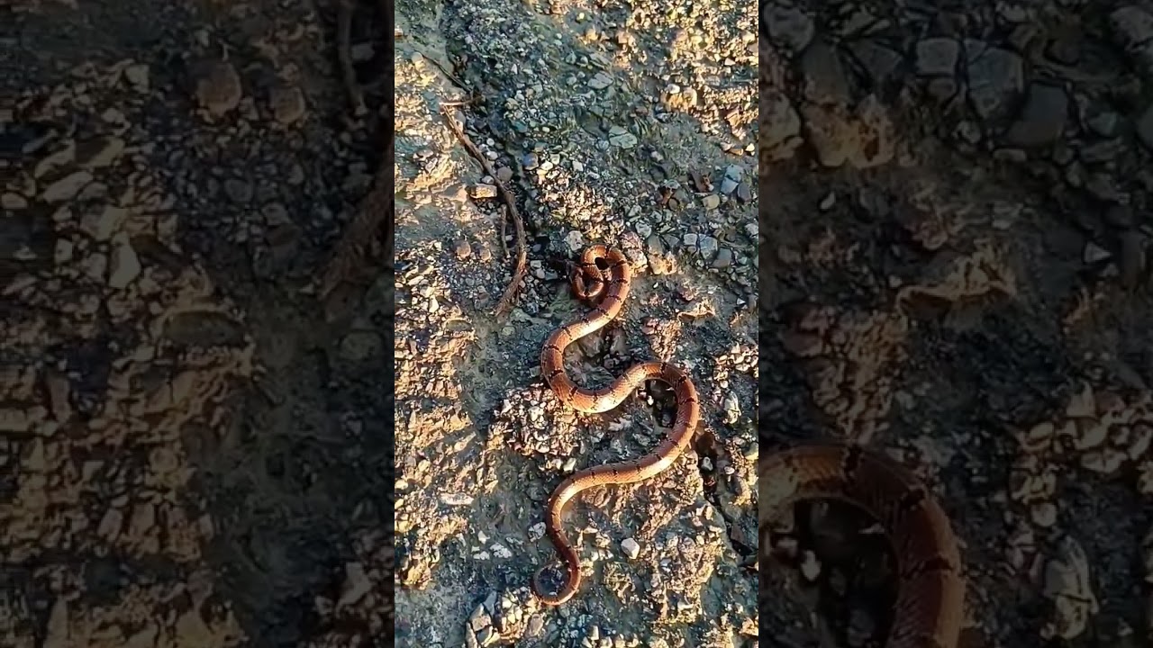 Non Venomous snake attack video in real life Common Kukri Snake 