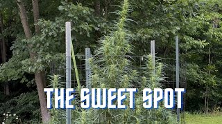 Amazing outdoor plants