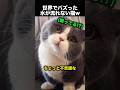 毛並みがおかしい猫に魚を浮かべてみた結果!