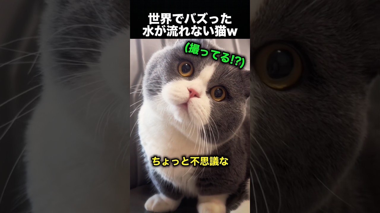 毛並みがおかしい猫に魚を浮かべてみた結果!