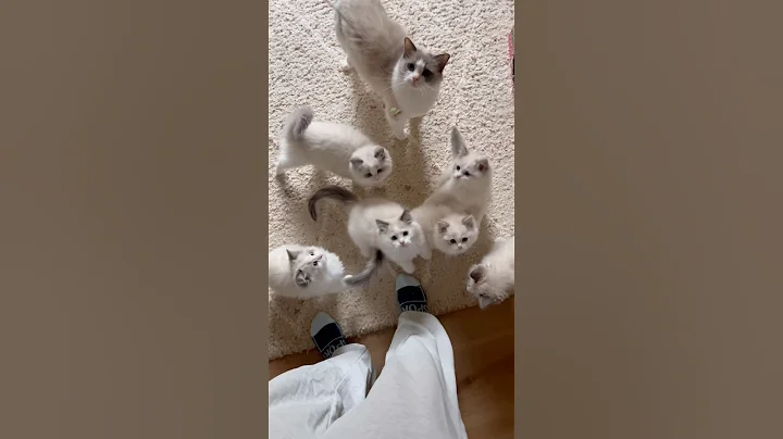 Video 11729331: ragdollcat, cat toy kitten, kitten catching, kitten playing