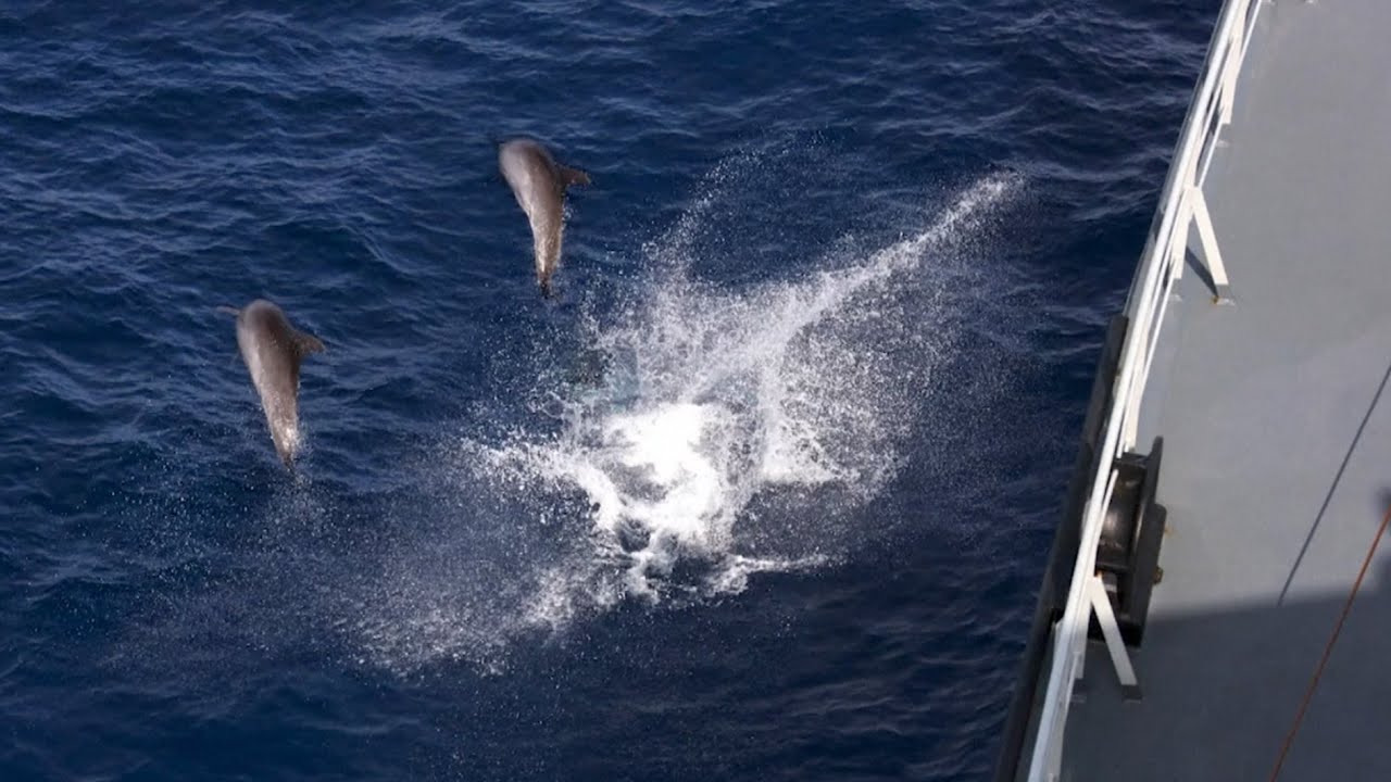 Dolphins play around Chinese naval escort fleet in Gulf of Aden