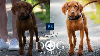 Dog Alphas PHOTO EDITING WORKFLOW | Photoshop |  Pet Photography screenshot 4