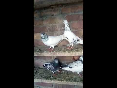 Pakistani pigeon high flyers kaboter parwazi kaboter