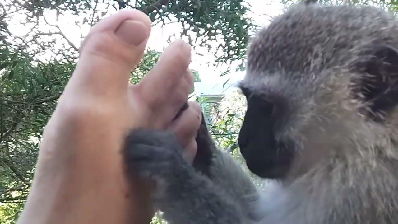 ASMR Monkey Lollipop Time For A Healing Foot Massage And Some Ear Cleaning 