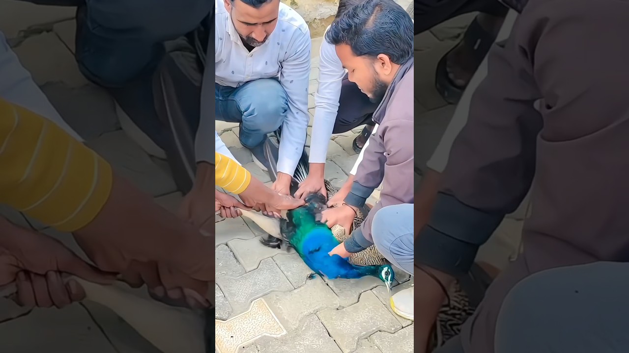 Tom🍓Jerry😥😥Save bird.😥🙏🦚(Part:-05) 