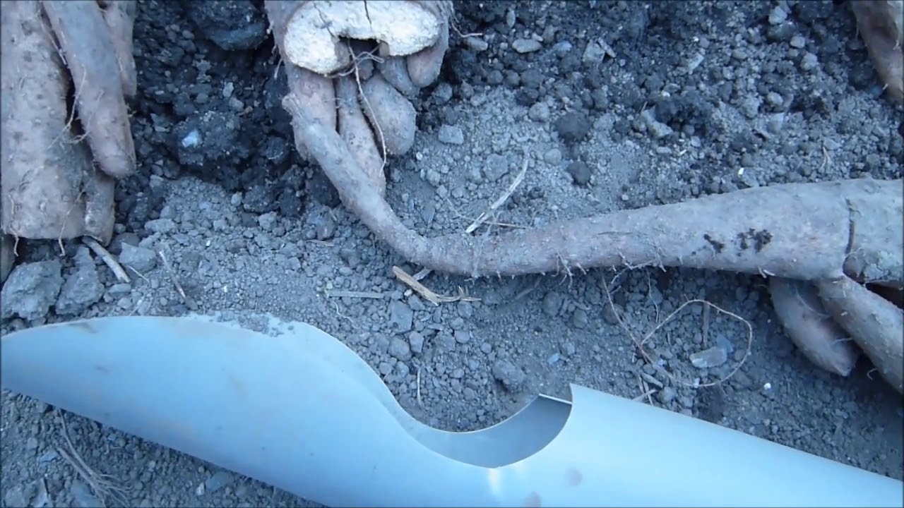 完全無農薬ファーム日記　NO.7 長いもの植え付け（パイプ栽培）