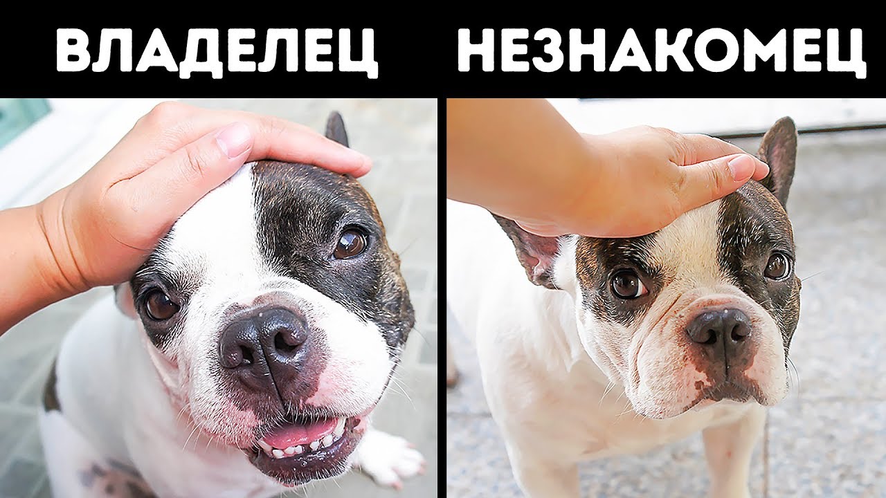 что делать, если ваша собака получит что делать, если ваша собака получит