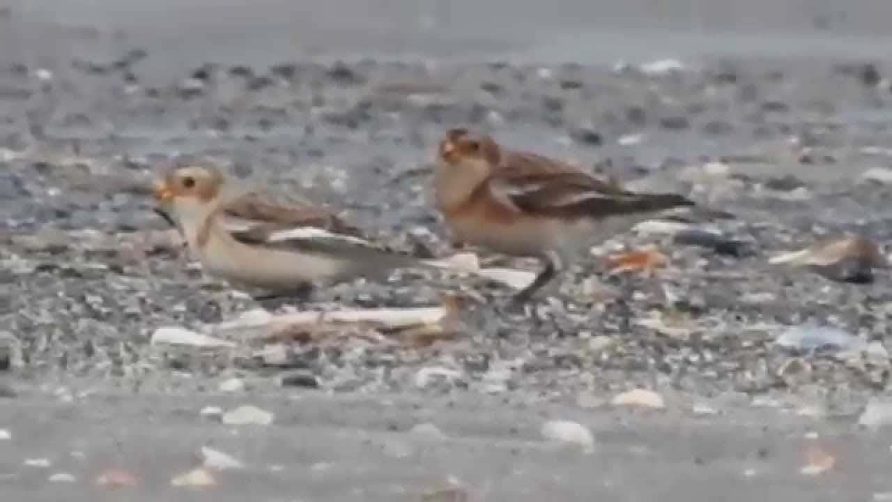 Snow Buntings 