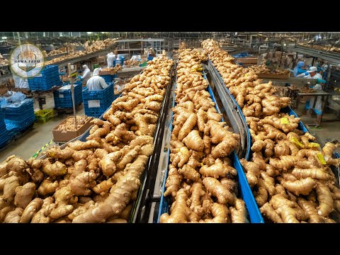 How To Process Millions Of Tons Of Ginger In A Processing Factory 