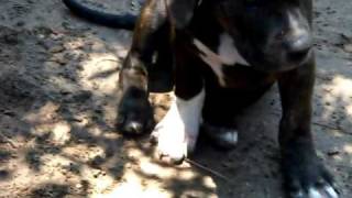 2 Month Old Pit Pups..champion Bred Wit Dam N Sire