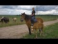 Как растят единственную белорусскую породу лошадей? Репортаж с конного завода.