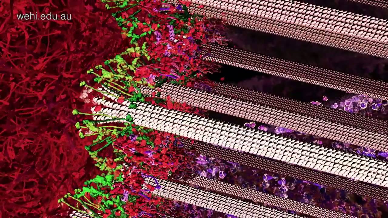 Sir Gustav Nossal - Art of Science