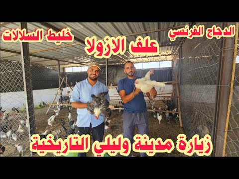 رحلة مليئة بالمفاجآت من اغلموز إلى وليلي اكتشفوا مزرعة الأخ أسامة والدجاج الفرنسي الفاخر