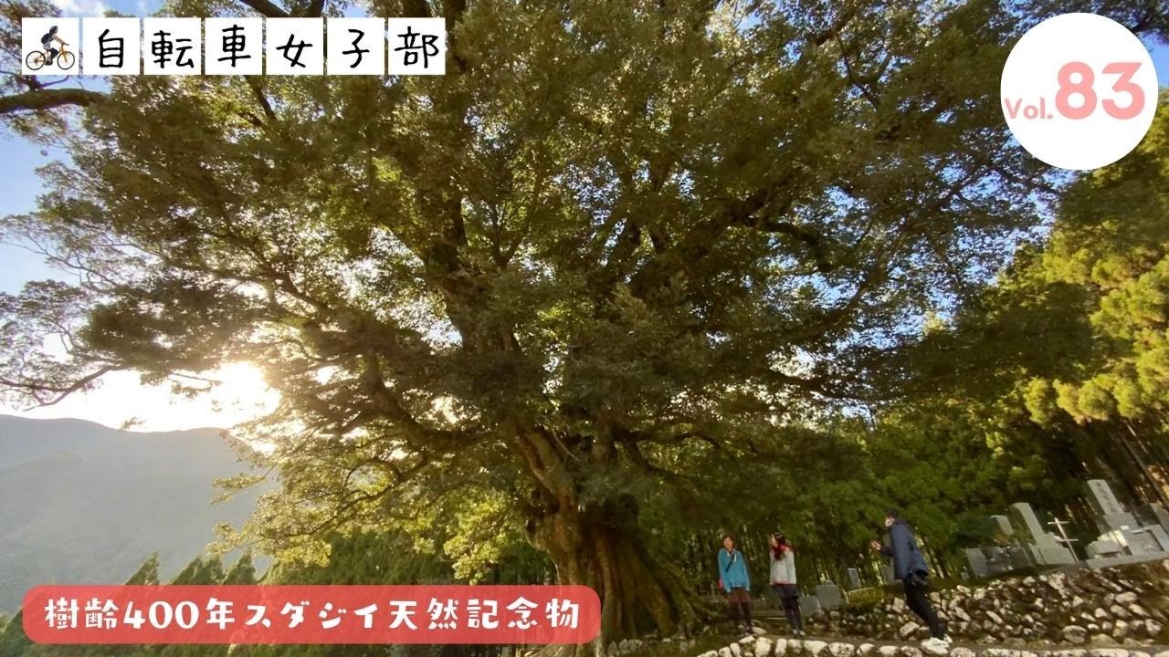 山の上にそびえる巨木！三重県の天然記念物・大淵寺のスダジイ目指し