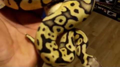 Pastel Ghost Ball Python looks more like a Firefly!