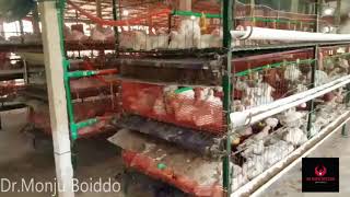 Broiler Rearing Via Cage System ( Open House )
