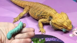 Bearded Dragon Feeding Video ~ Hornworm/Tomato worm, Crickets, Green Pepper  ~ Waving ~ Slow Motion