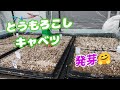 22/03/03 トウモロコシプラチナコーン改・白い恵味・みさきキャベツが発芽しました。
