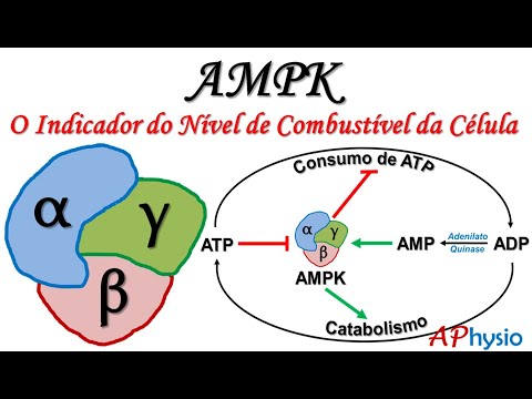 Vídeo: Quando a proteína quinase é ativada?