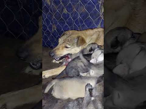 Video: 15 chú chó mang gậy cực lớn