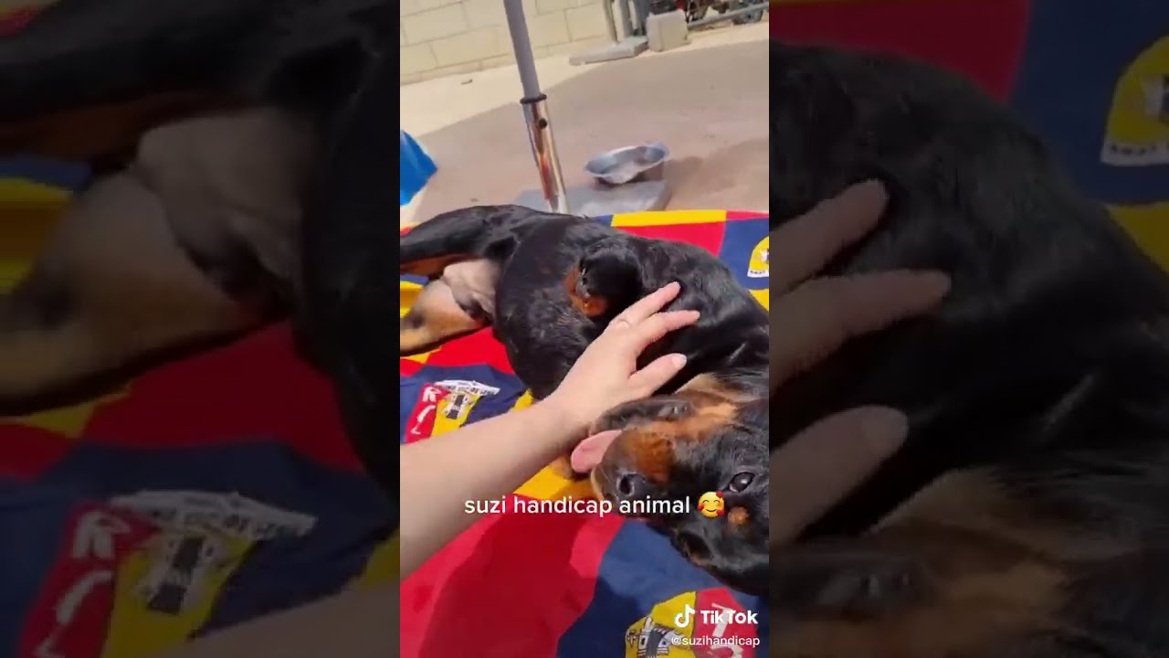 Ce Chien A Perdu 3 Pattes Mais S Amuse Comme Un Fou Au Refuge 
