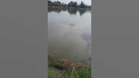 Cá  Hồ Lục Hồ câu 87HD phường bình hàn tp Hải Dương sđt 0973 526 356