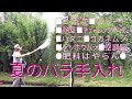 【バラの育て方】７月《８月も》とにかく暑い時期のバラの手入れ