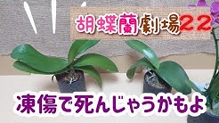Lovely Orchids Youtube