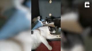 Zorro Cat Has A Lookalike Kitten